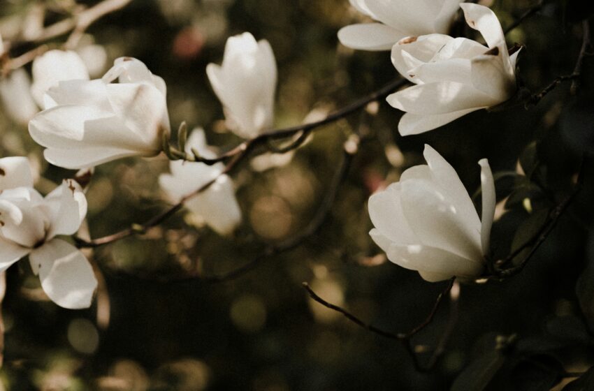  Magnolia, la lussuosa